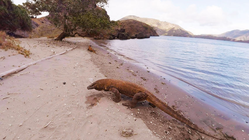 Komodo