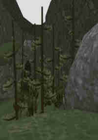Forest Tag
