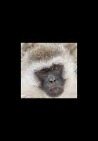 Vervet Chase