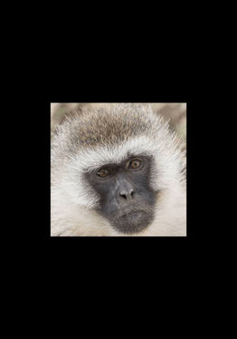 Vervet Chase