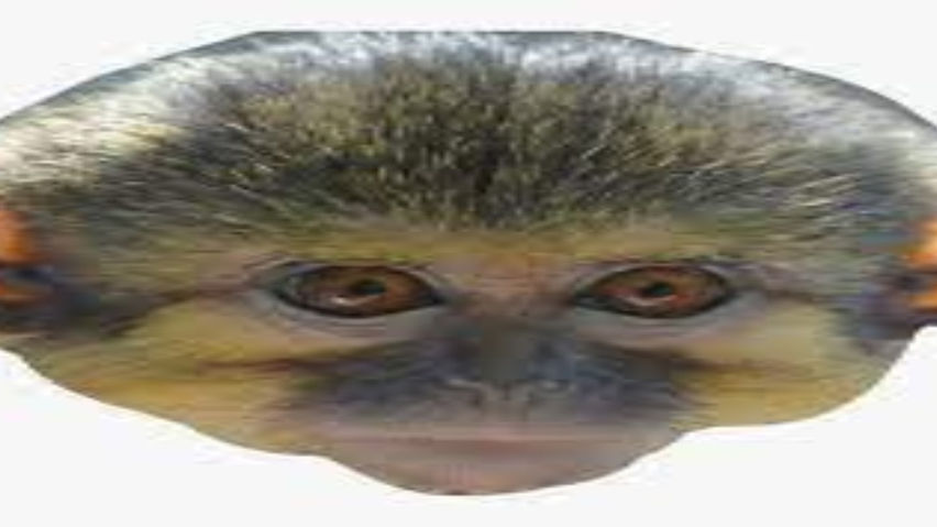 Monkey Fun Game!