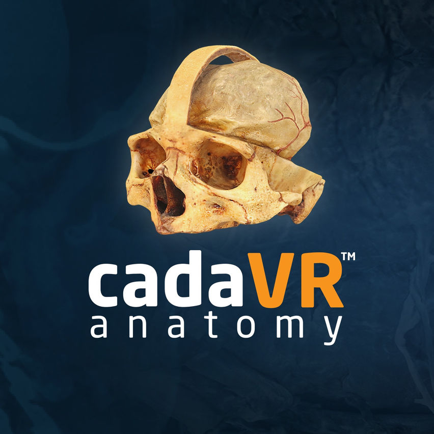 cadaVR anatomy