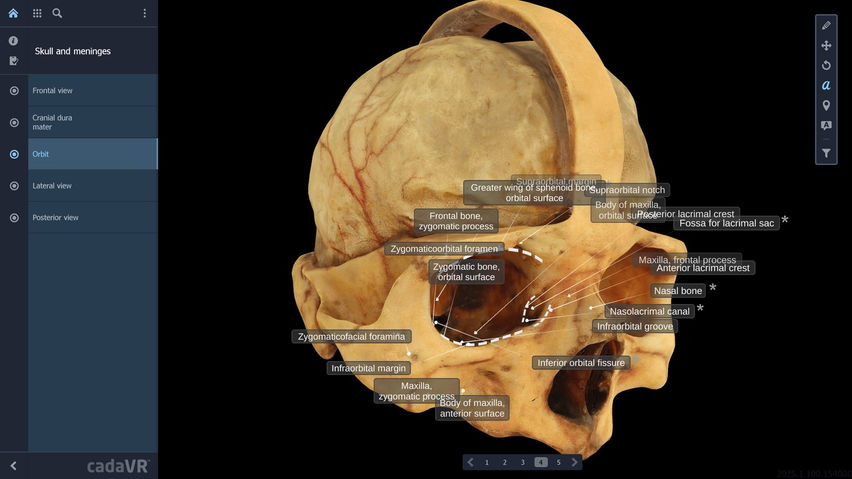 cadaVR anatomy
