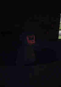 A Chimp Life (shutdown play lethal chimp)