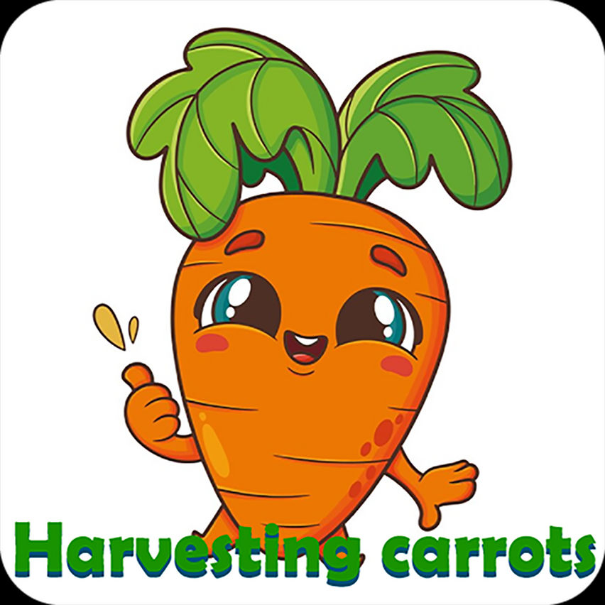 Harvesting carrot