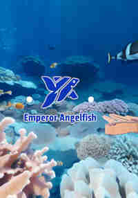 Emperor Angelfish