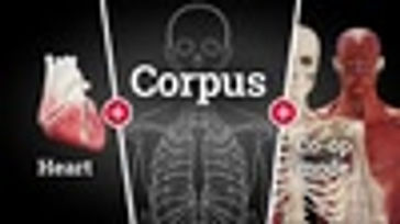 Corpus Anatomy - All in!