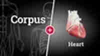 Corpus Anatomy + Heart