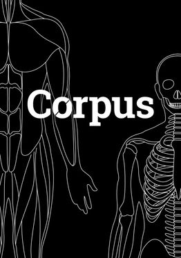 Corpus | Anatomy
