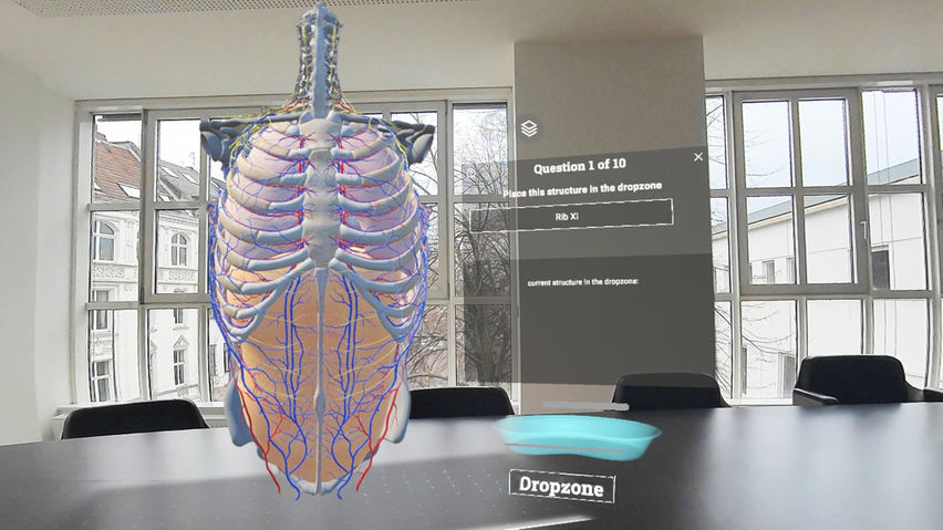 Corpus | Anatomy