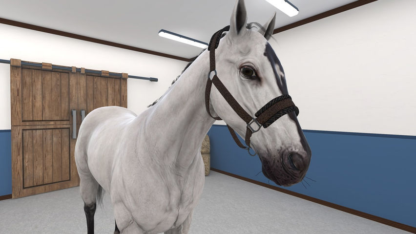 VetSkill Equine OSCE Practise Stations
