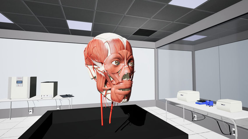 AS-Head&Neck