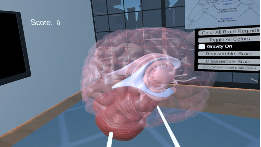 Human Brain Time