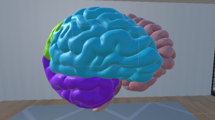 Human Brain Time