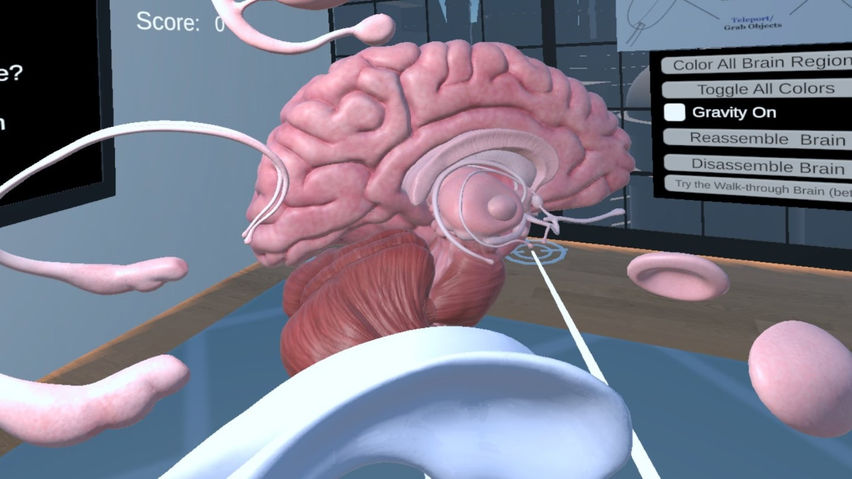 Human Brain Time
