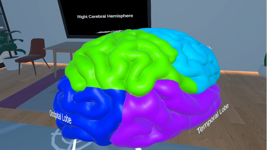 Human Brain Time