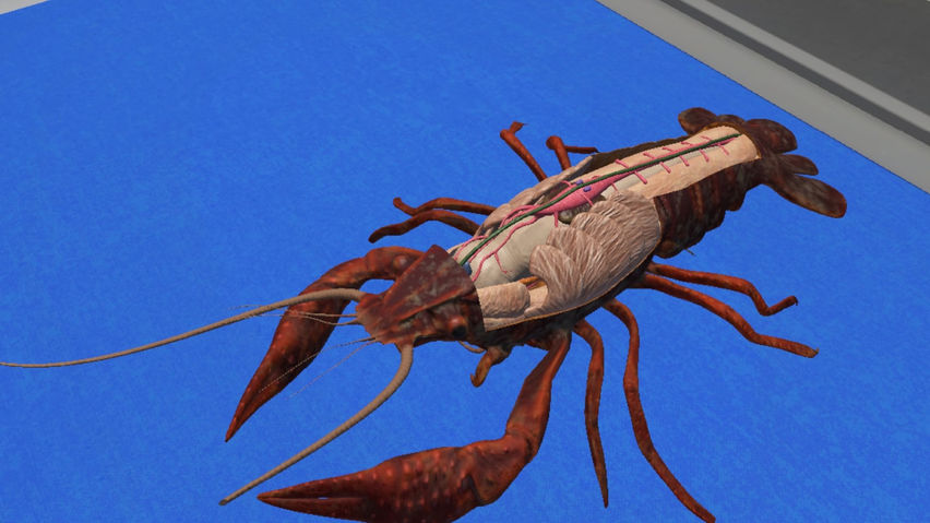 Biology Dissection Lab