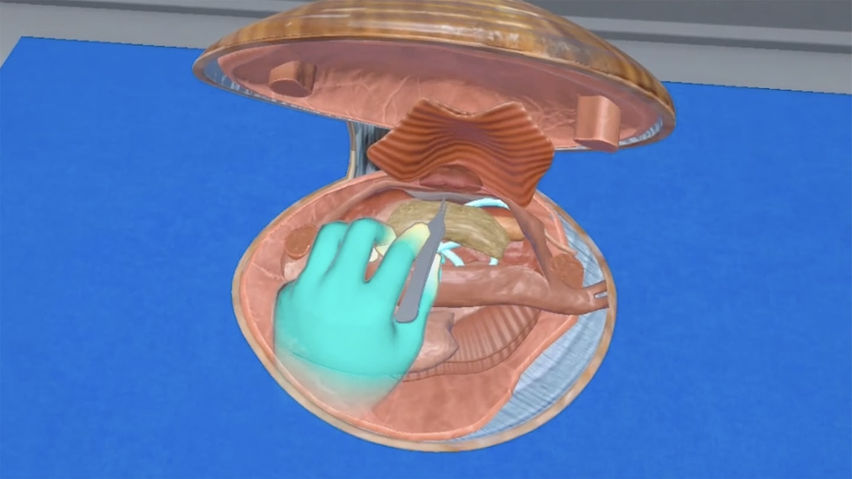 Biology Dissection Lab