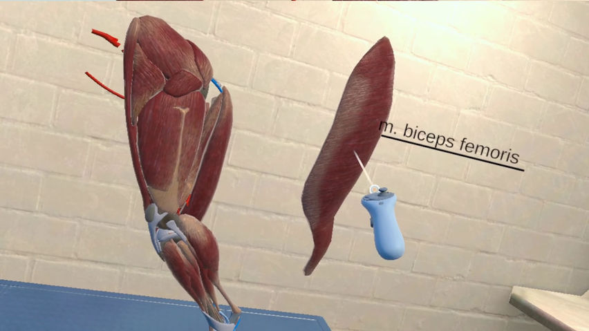 VET VR Anatomy Demo