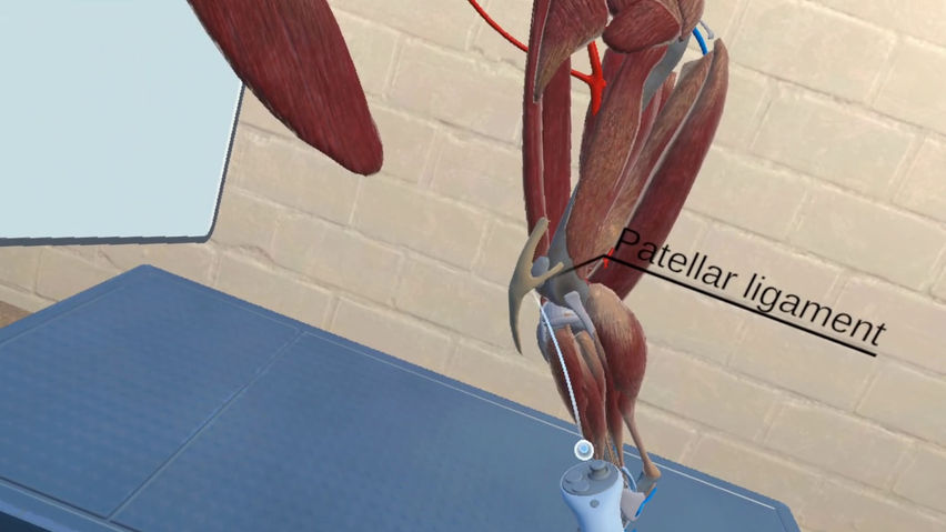 VET VR Anatomy Demo
