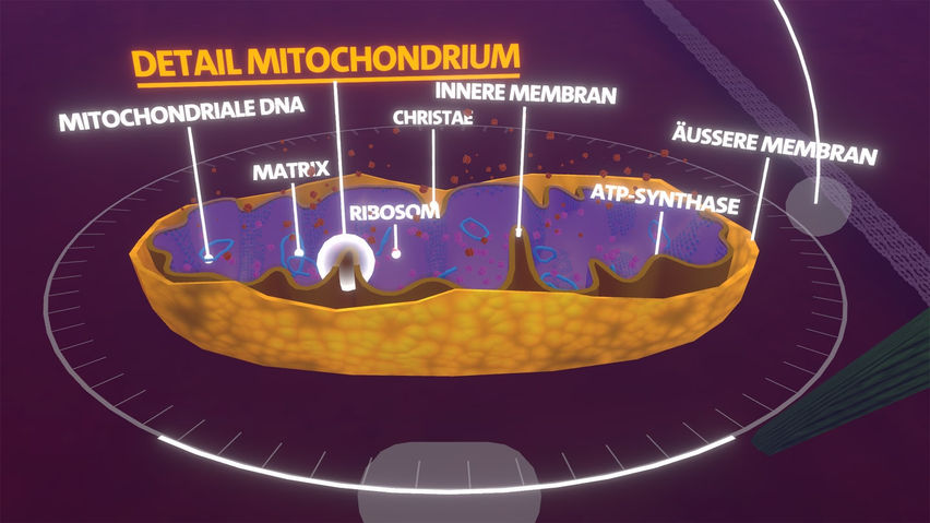 Body Cell VR