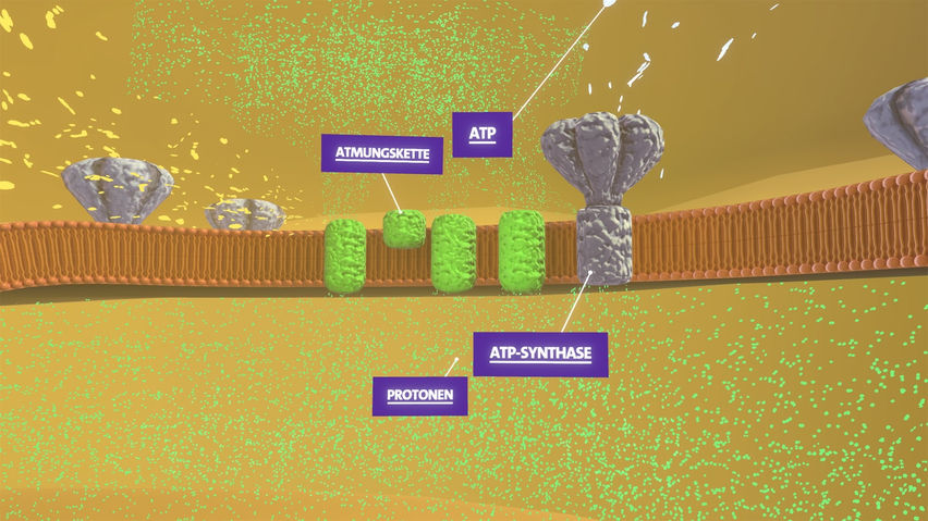 Body Cell VR