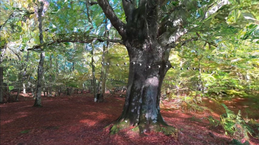 3D scan of a forest