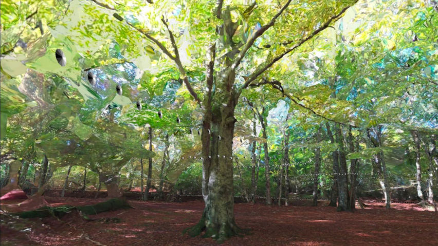 3D scan of a forest