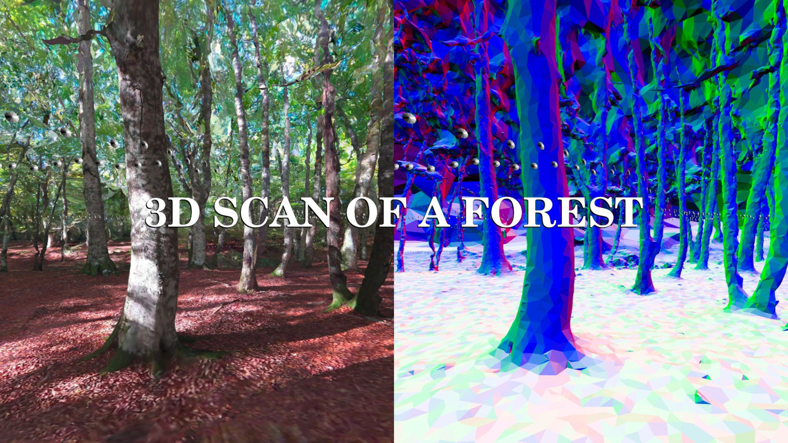 3D scan of a forest
