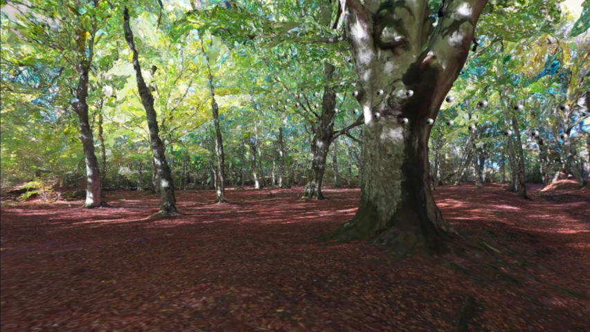 3D scan of a forest