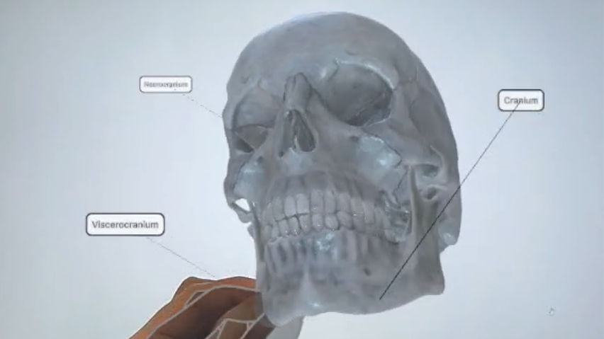 XR Anatomy