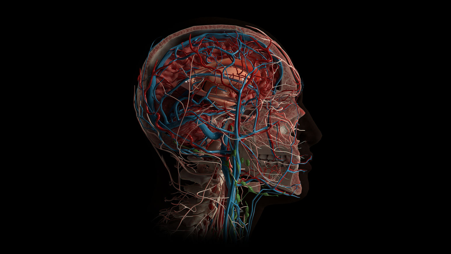 AnatomyX