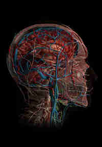 AnatomyX