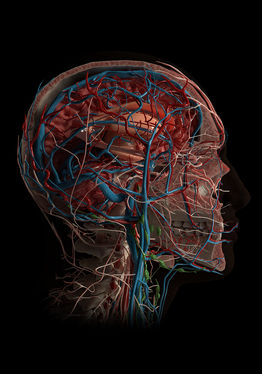 AnatomyX