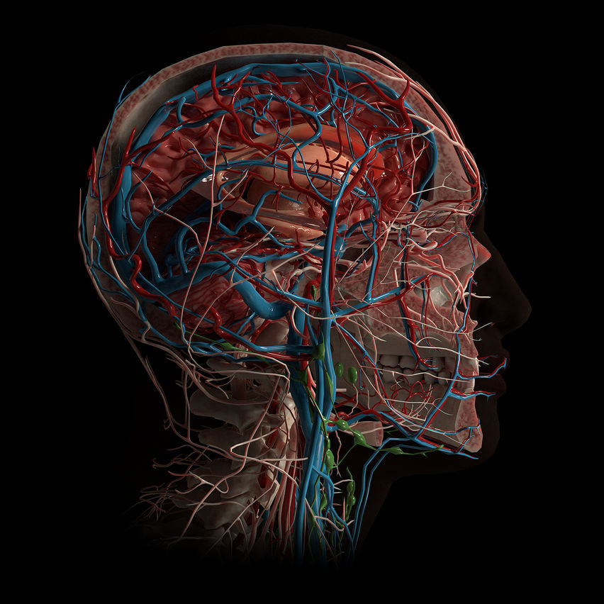 AnatomyX