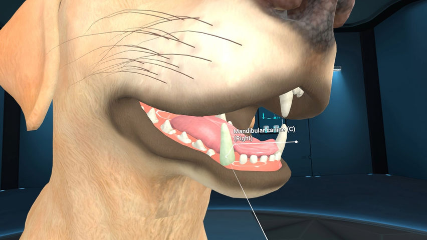 Animal Anatomy XR