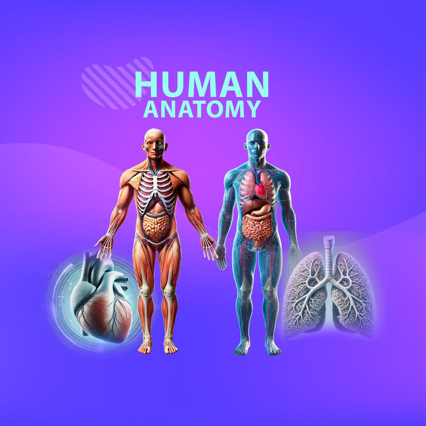 Human Anatomy Male