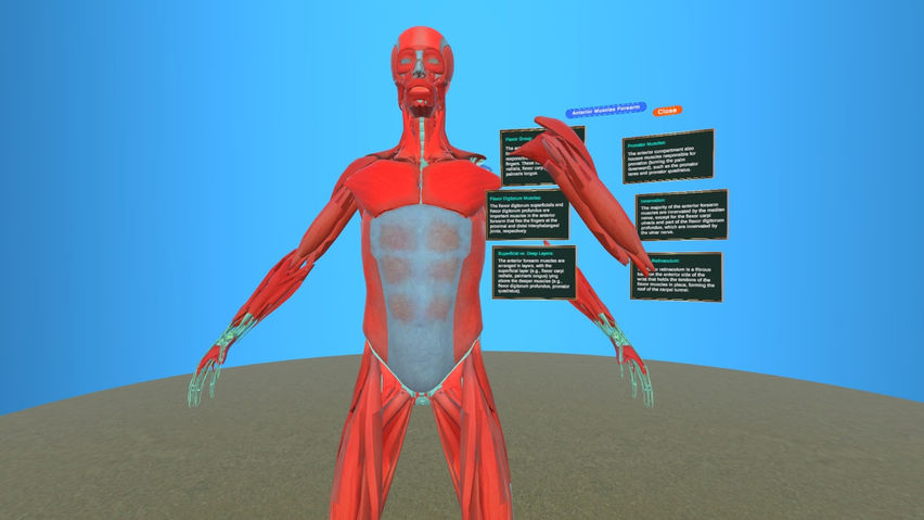 Human Anatomy Male