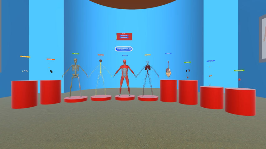 Human Anatomy Male