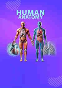 Human Anatomy Male