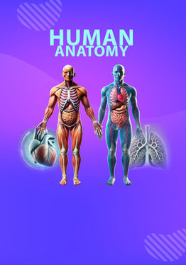 Human Anatomy Male