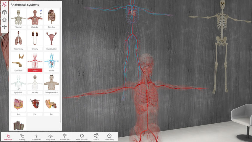 Exe Anatomy Academic 