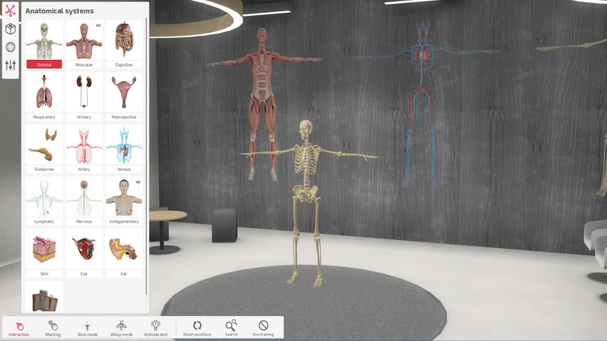 Exe Anatomy Academic 