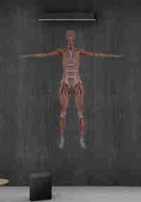 Exe Anatomy Academic 