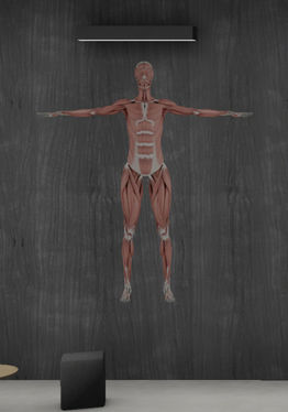 Exe Anatomy Academic 