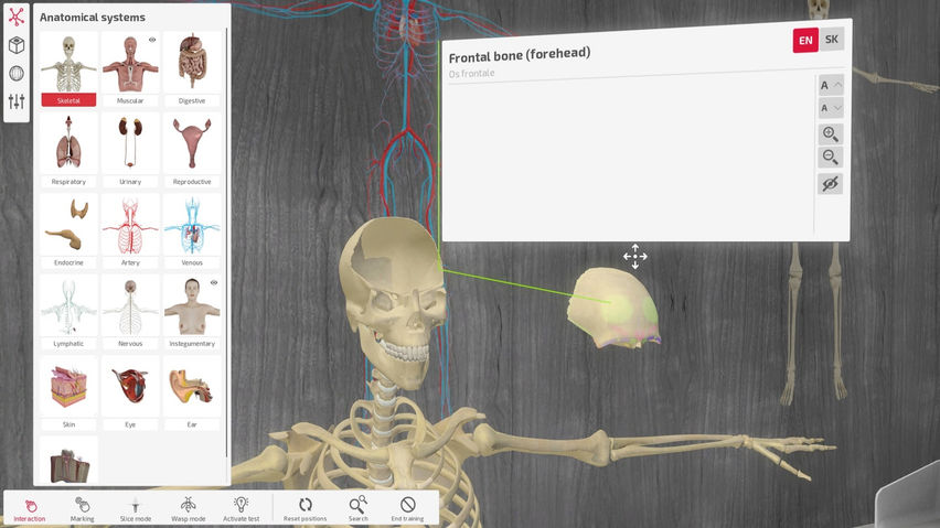 Exe Anatomy Academic 