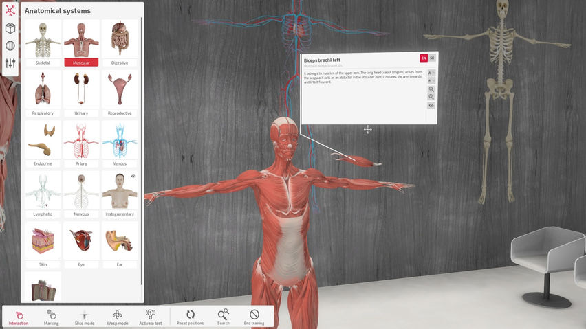 Exe Anatomy Academic 
