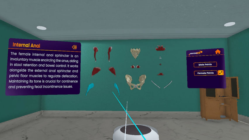 Real Anatomy