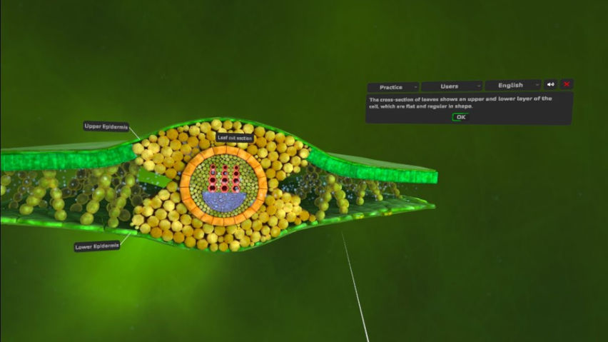 Phibonacci Virtual Lab