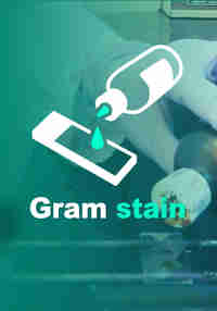 Gram stain